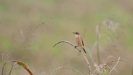 Camera-zooms-out-while-this-bird-is-perched-on-grass-as-the-wind-blows,-Amur-Stonechat-or-Stejneger's-Stonechat-Saxicola-stejnegeri,-Thailand