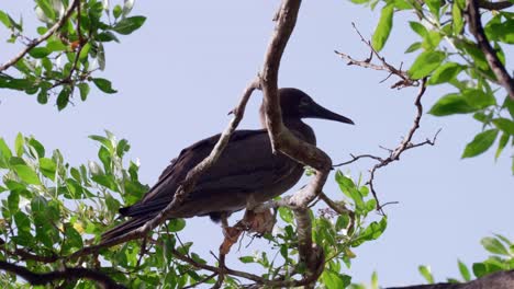 A-red-footed-booby-in-a-tree-on-Little-Cayman-Island-in-the-Cayman-Islands