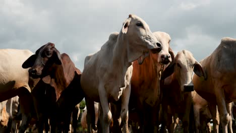 Grupo-De-Vacas-Mirando-Agresivamente-A-La-Cámara-4k