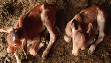 Two-new-born-calves-resting-on-the-mud-of-a-farm