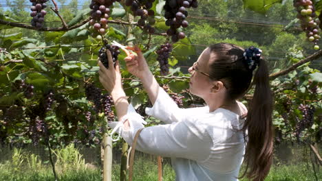 Brunette-woman-cuts-grapes-from-vines-with-scissors