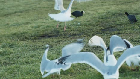 birds-seagulls-spreading-wings-and-flying-while-hunting-wildlife-natural-fauna-view