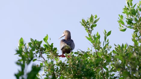 A-red-footed-booby-looks-towards-the-sky-in-a-tree-on-Little-Cayman-Island-in-the-Cayman-Islands