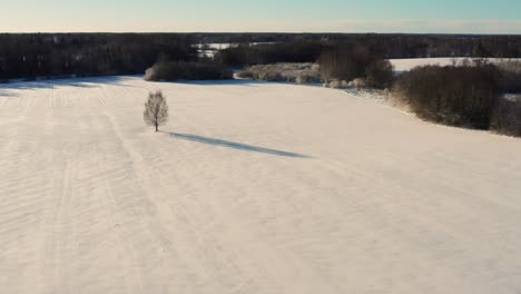 Aerial-approach-toward-lonely-birch-tree-with-long-shadow,-winter-sunset
