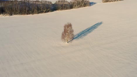 Birch-tree-with-long-shadow-on-snowy-agricultural-field-during-winter-sunset