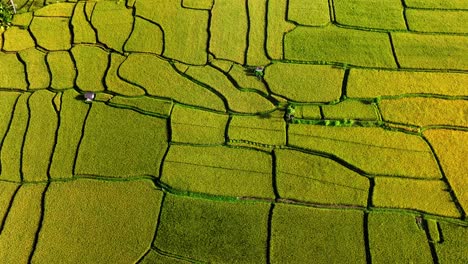 Traditioneller-Bauer,-Der-Ein-Reisfeld-Bearbeitet-–-Eine-Nicht-Erkennbare-Person