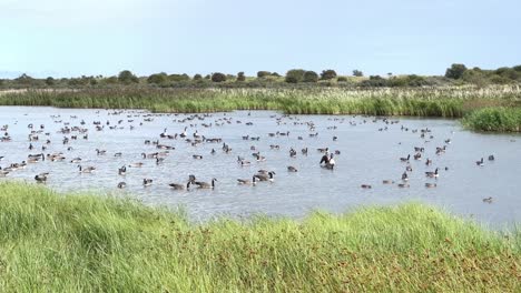 Canada-Geese-gathering-on-a-salt-marsh-lake-after-a-long-migration-to-the-UK