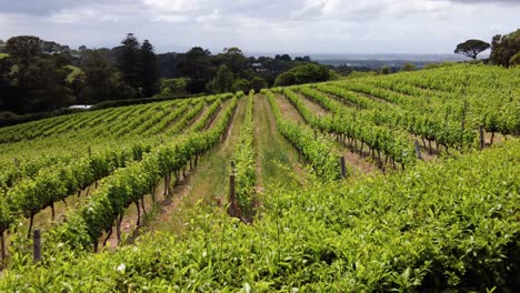 Wunderschöne-Landschaft-Mit-Weinbergen,-Weinanbaugebiet-In-Südafrika---Schwenkaufnahme