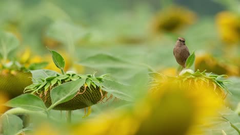 Die-Kamera-Zoomt-Heraus-Und-Gleitet-Nach-Rechts,-Während-Dieser-Vogel-Sich-Umschaut,-Trauerschnäpper-Saxicola-Caprata,-Thailand