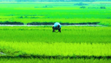 Old-farmer-manually-planting-paddy-seedlings-in-rural-South-Asia-plain
