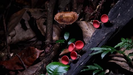 Seen-deep-on-the-forest-ground,-Red-Cup-Fungi-or-Champagne-Mushroom-Cookeina-sulcipes,-Thailand