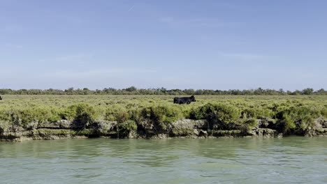 Black-bulls-with-big-horns-run-along-a-river-in-good-weather-in-a-nature-reserve-in-France
