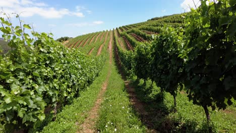 Walking-Through-Vineyards-And-Wine-Farm-In-Constantia,-Cape-Town,-South-Africa---POV