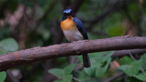 Looking-straight-towards-the-camera-as-the-camera-zooms-out,-Indochinese-Blue-Flycatcher-Cyornis-sumatrensis-Male,-Thailand