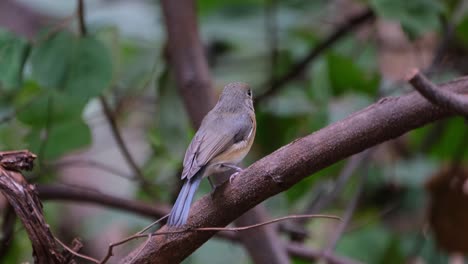 Facing-to-the-right-looking-around-then-flies-away-to-the-left,-Indochinese-Blue-Flycatcher-Cyornis-sumatrensis-Female,-Thailand
