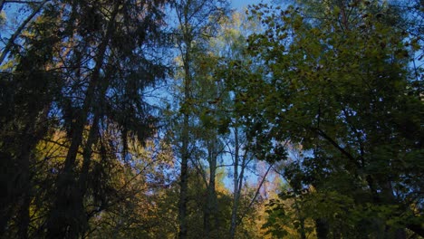 Upward-view-of-Serene-Autumn-Forest-Canopy-Against-a-Clear-Blue-Sky-and-colorful-treetops-in-fall-season