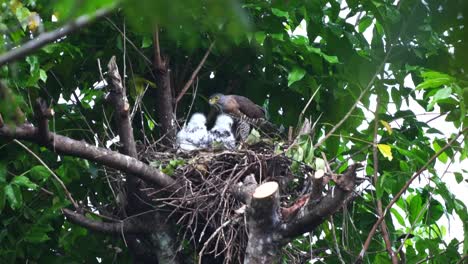 Mutter-Haubenhabicht-Oder-Indonesischer-Elang-Alap-Jambul-Füttert-Ihre-Babys-Im-Nest