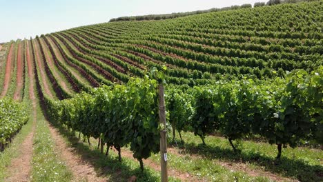 Vineyards-Landscape-In-Constantia-Valley-At-Daytime---Panning-Shot