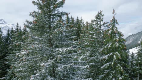 Mighty-fir-trees-with-branches-covered-in-snow,-with-heavy-cones-hanging-at-the-tips-are-growing-in-the-valley-near-the-mountains