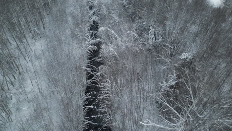 Moose-Elk-walks-in-snowy-frozen-winter-forest-next-to-river-stream,-aerial-tracking-shot