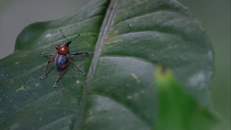 Camera-zooms-out-while-sliding-to-the-left-revealing-this-Metapocyrtus-ruficollis,-Philippines