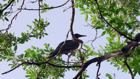 A-red-footed-booby-sways-in-a-tree-on-Little-Cayman-Island-in-the-Cayman-Islands