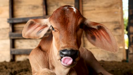 Close-up-of-young-calf-staring-at-the-camera
