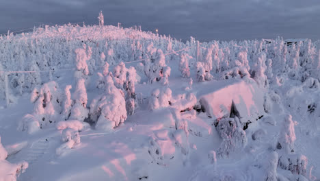 Aerial-view-of-snow-covered-trees-on-top-of-the-Iso-Syote-fell,-sunrise-in-Finland