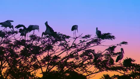 Flock-of-Asian-Openbill-Storks-perched-on-tree-branches-at-sunset