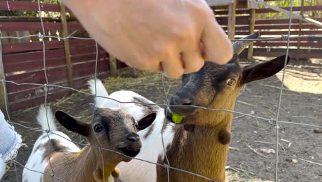 close-view-of-happy-goat-eagerly-receives-food-in-its-home,-exuding-joy-and-satisfaction-in-a-delightful-domestic-setting