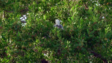 A-baby-red-footed-booby-sits-in-a-nest-in-the-canopy-of-a-tree-on-Little-Cayman-Island-in-the-Cayman-Islands