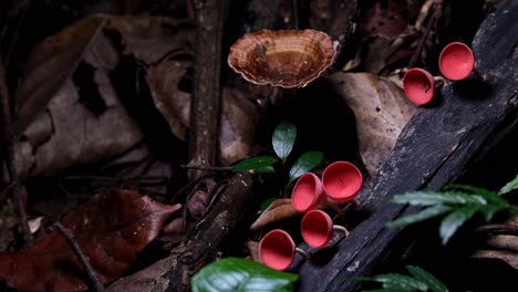 Camera-zooms-in-while-these-Red-Cup-Fungi-or-Champagne-Mushrooms-are-growing-deep-in-the-forest,-Cookeina-sulcipes,-Thailand