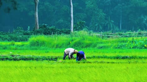 Two-working-farmer-planting-paddy-seedlings-in-rural-fields-of-Bangladesh