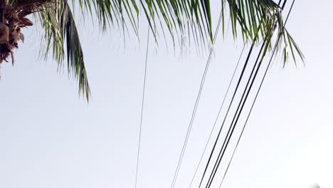 Kokospalmen-Wiegen-Sich-Im-Wind,-Während-Sich-Die-Kamera-Neigt-Und-Den-Blick-Auf-Eine-Straße-Und-Telefonleitungen-Auf-Little-Cayman-Auf-Den-Kaimaninseln-Freigibt