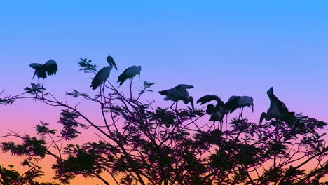 Cigüeñas-Pintadas-Descansan-En-Un-árbol-En-Bangladesh-Después-De-La-Migración-Invernal-Desde-La-India
