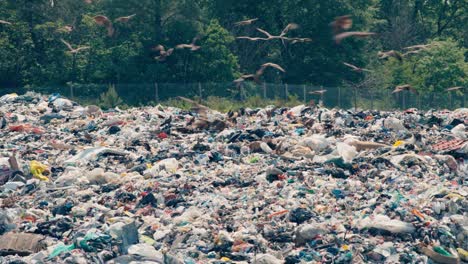 Offene-Mülldeponie-Mit-Greifvögeln,-Die-Im-Müll-Nach-Nahrung-Suchen