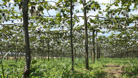 Low-panning-shot-of-grapes-growing-in-vineyard