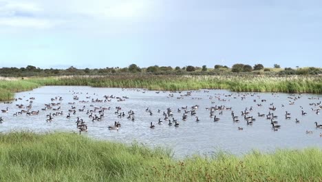 Canada-Geese-gathering-on-a-salt-marsh-lake-after-a-long-migration-to-the-UK