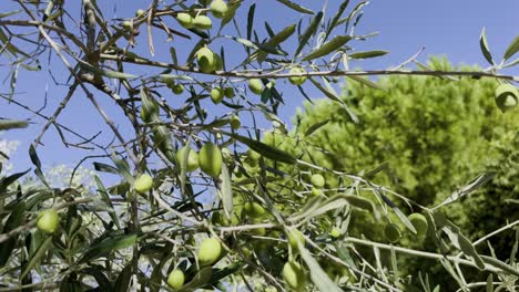 Zweig-Eines-Alten-Olivenbaums-Mit-Olivensprossen-An-Den-Zweigen-Bei-Gutem-Wetter