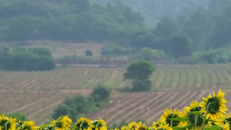Camera-zooms-out-sliding-to-the-right-revealing-this-farmland-and-sunflower-field,-Landscape,-Thailand