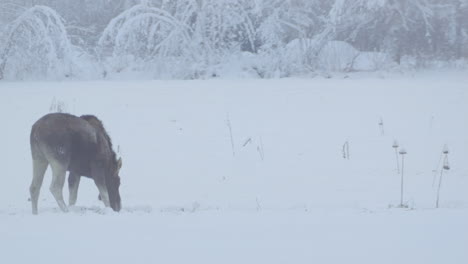 Portrait-of-Elk-Moose-digging-desperate-of-food-In-Cold-arctic-Winter-Landscape