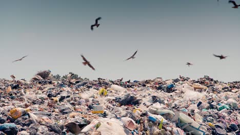 Seagulls,-storks-and-birds-of-prey-above-a-garbage-heap