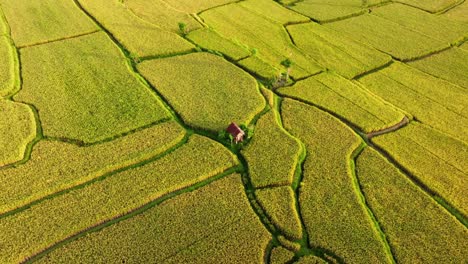 Farm-Shed-surrounded-by-Fields-of-Rice-Terraces---Long-Stationary-Aerial-Shot