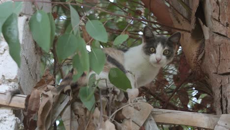 Neugierige-Katze-Auf-Zaun-Erkundet-Die-Nähe-Eines-Baumzweigs-Und-Schaut-Aufmerksam-Nach-Unten