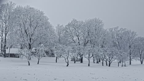 An-orchard-in-an-ice-cold-snow-covered-landscape