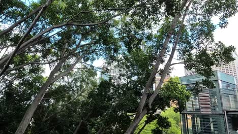Wenn-Man-An-Hohen-Bäumen-Vorbeigeht,-Sieht-Man-Im-Hintergrund-Die-Skyline-Von-Sydney