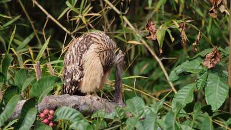 Preening-its-front-feathers-while-facing-the-morning-sun-drying-itself-from-hunting-for-food-during-the-night,-Buffy-Fish-Owl-Ketupa-ketupu,-Thailand