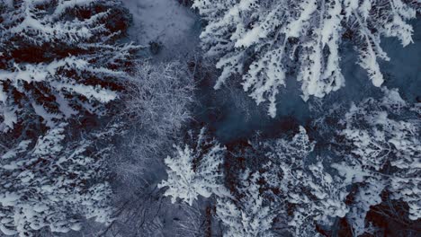 Top-View-Of-Frozen-Trees-In-Winterly-Forest-Mountains