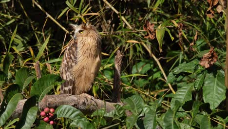 Turning-its-head-towards-the-left-and-back-while-perched-on-a-branch-of-a-fruiting-tree,-Buffy-Fish-Owl-Ketupa-ketupu,-Thailand