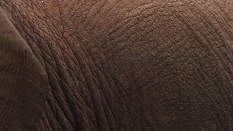 Macro-Shot-Of-Elephant's-Wrinkled-Skin-Texture